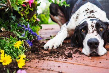 Dogs… What’s a good neighbor to do?