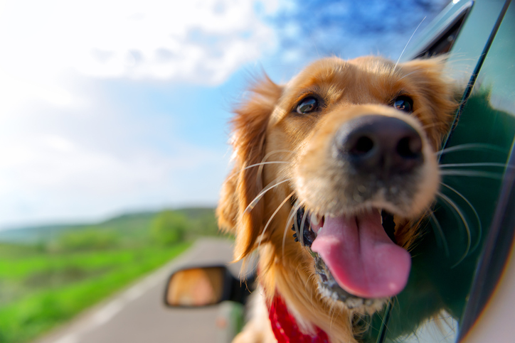 dogs in cars.jpg dogs in cars.jpg