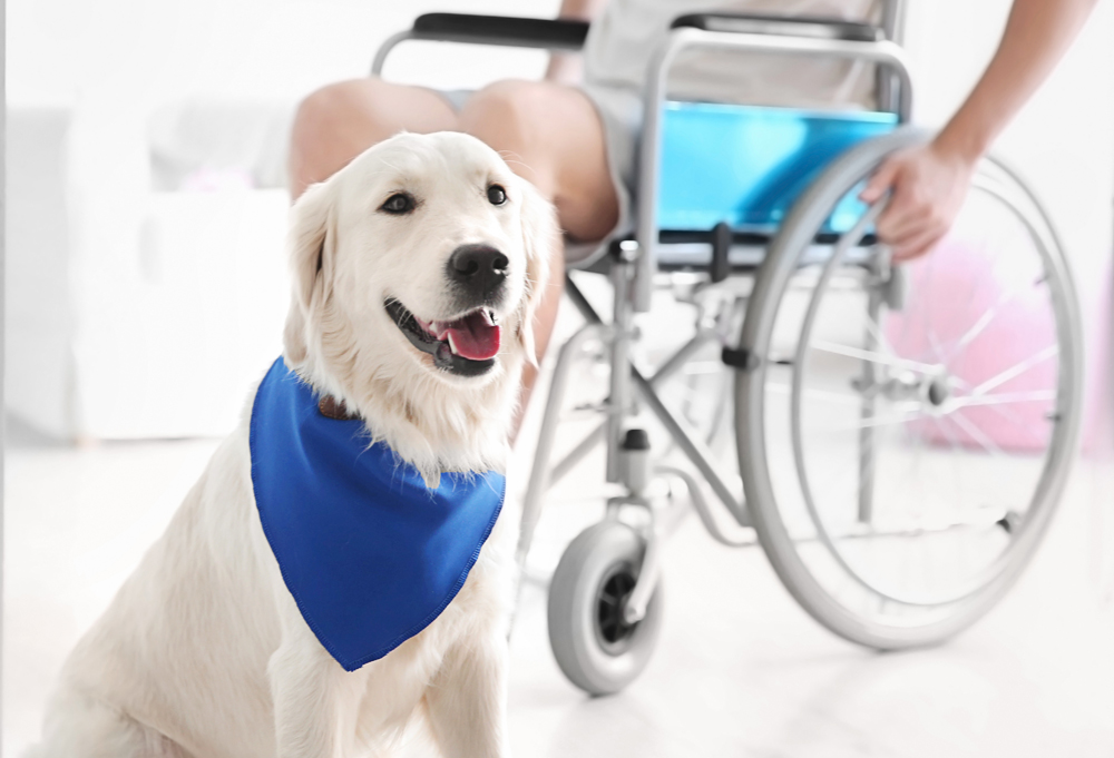 service dog.jpg service dog.jpg
