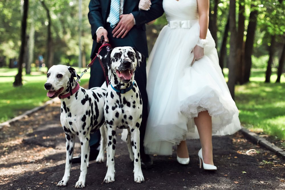 divorce and dogs