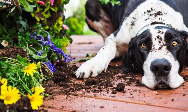 Dogs… What’s a good neighbor to do?