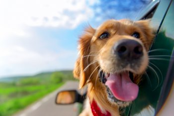 la crosse attorney answers whether driving with dogs is legal