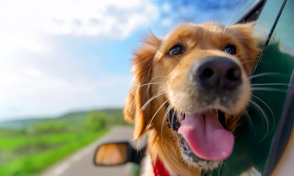 Is it legal to drive with pets on your lap?