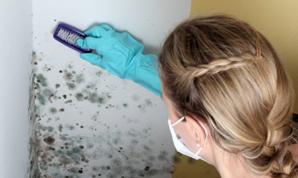 Renting: what can I do about mold?