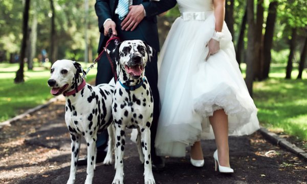 In divorce and family law, Fido counts too