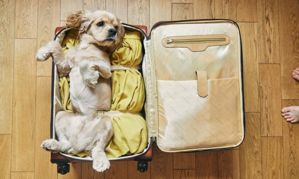 Traveling with Pets