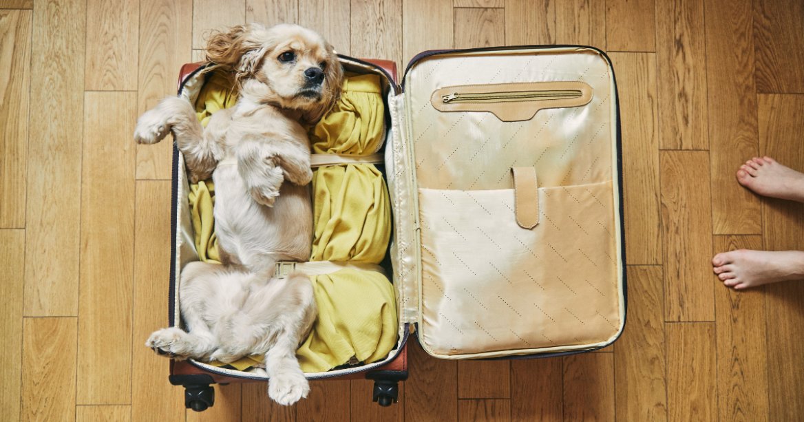 travel with pets