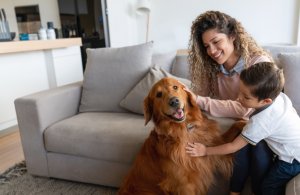 Guardians of the furry: Pets and estate planning
